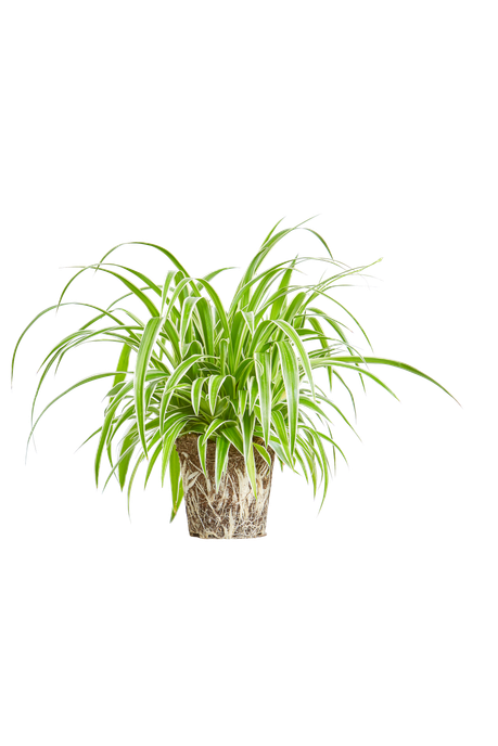 chlorophytum comosum
